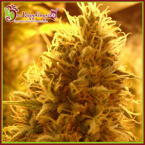 a close up of a plant in a field