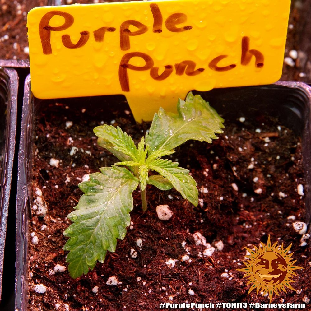 a potted plant with a sign that says purple punch