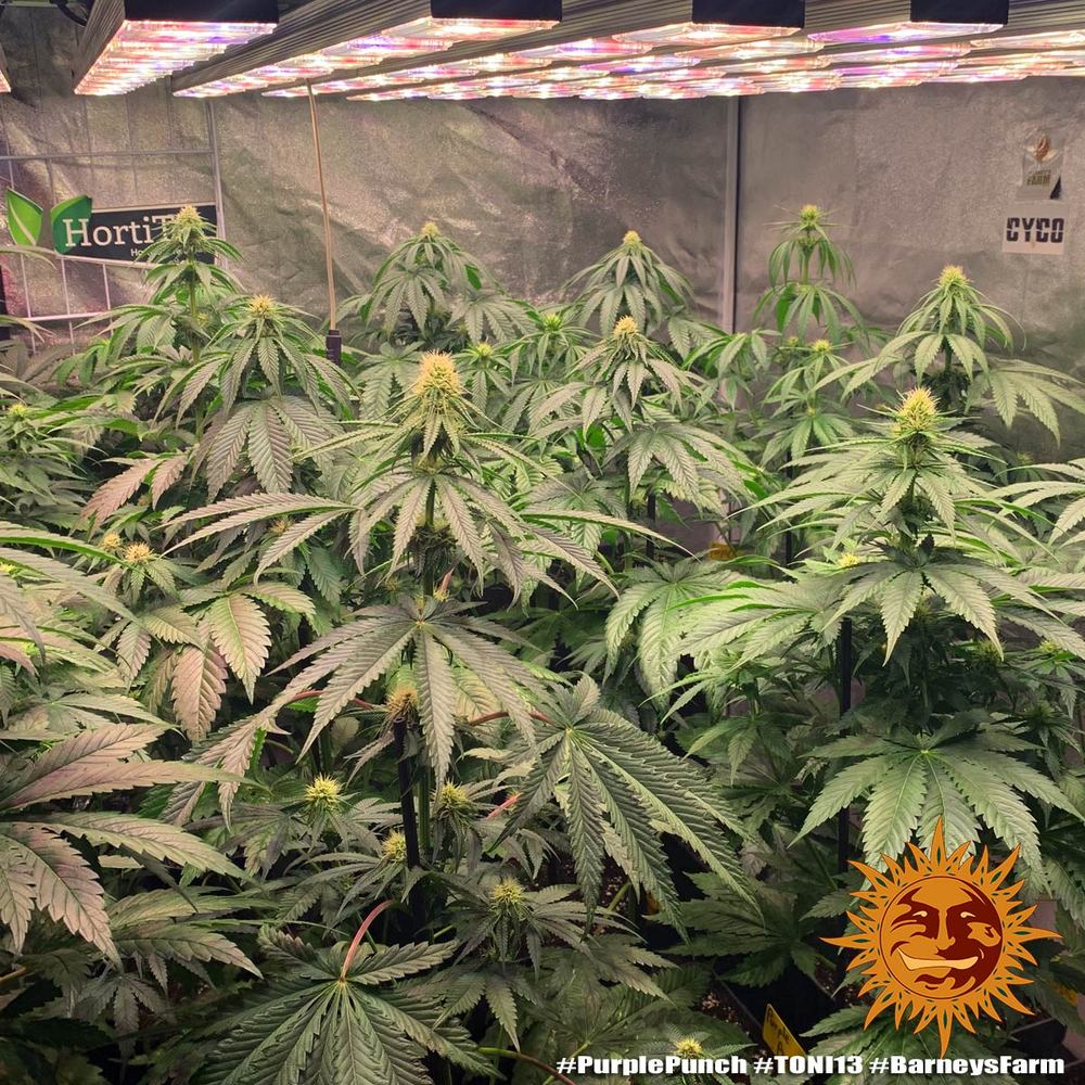 a large group of green plants in a room