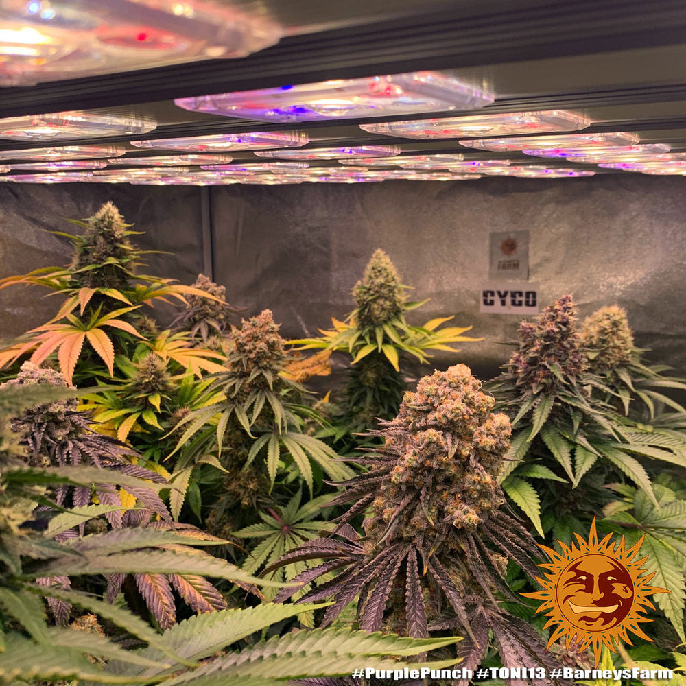 a bunch of plants that are in a room
