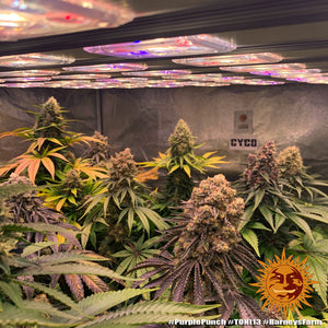 a bunch of plants that are in a room
