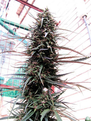 a tall plant with lots of green leaves