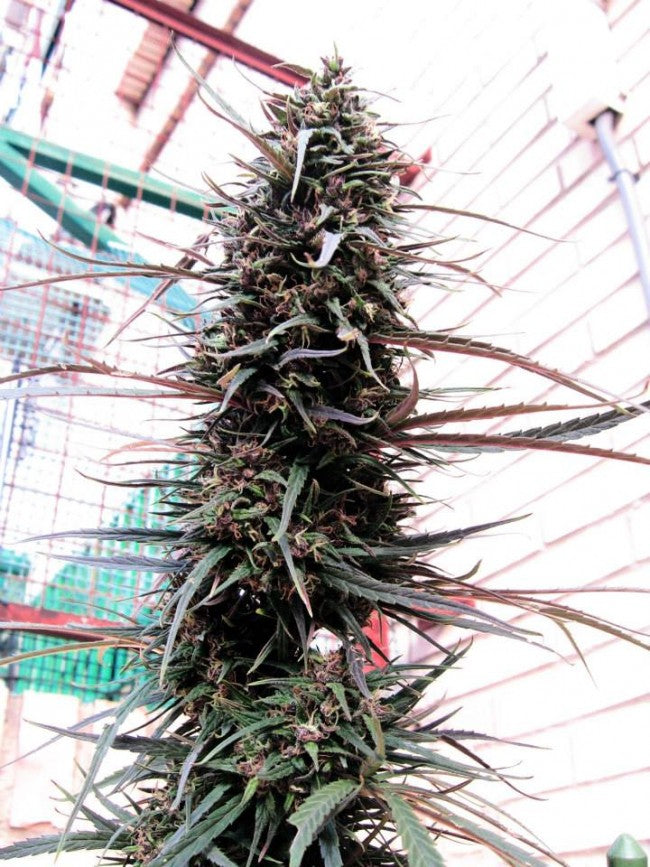 a tall plant with lots of green leaves