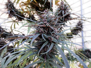 a close up of a plant with lots of leaves