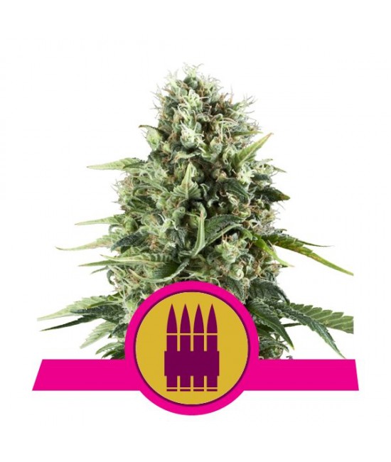 a cannabis plant with a pink ribbon around it