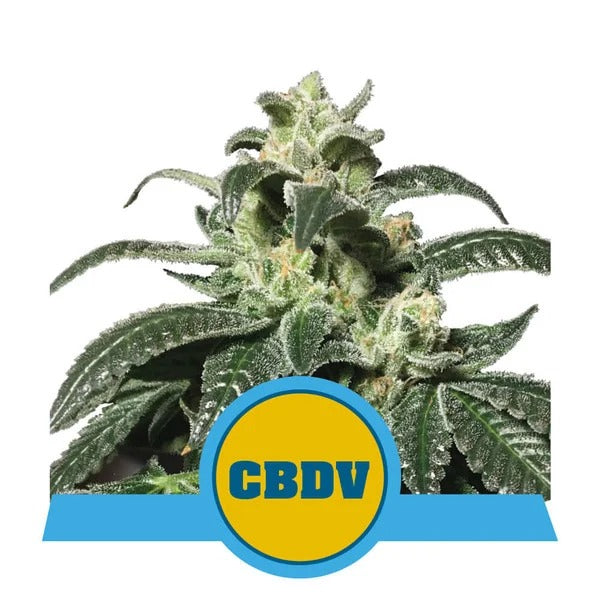 a cannabis plant with the cbdv logo on it