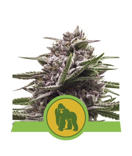 a picture of a plant with a gorilla on it