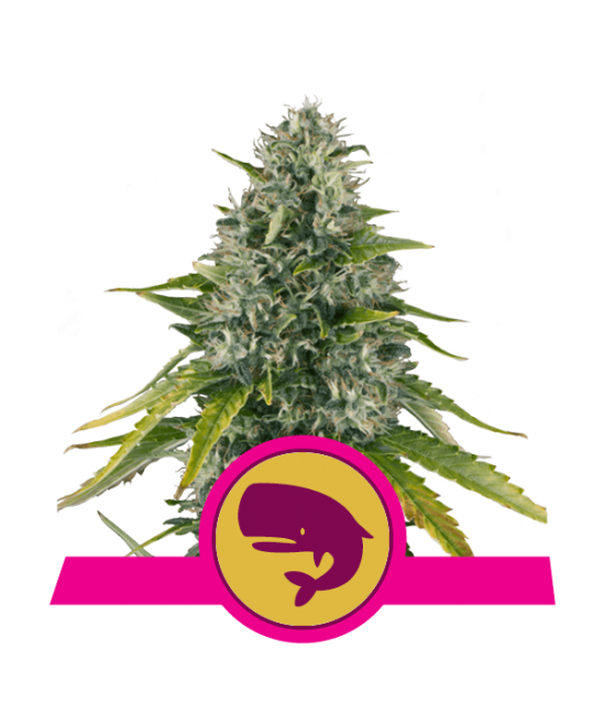 Royal Moby - Feminized Seeds