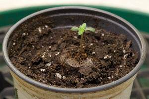 a small green plant is growing in a pot