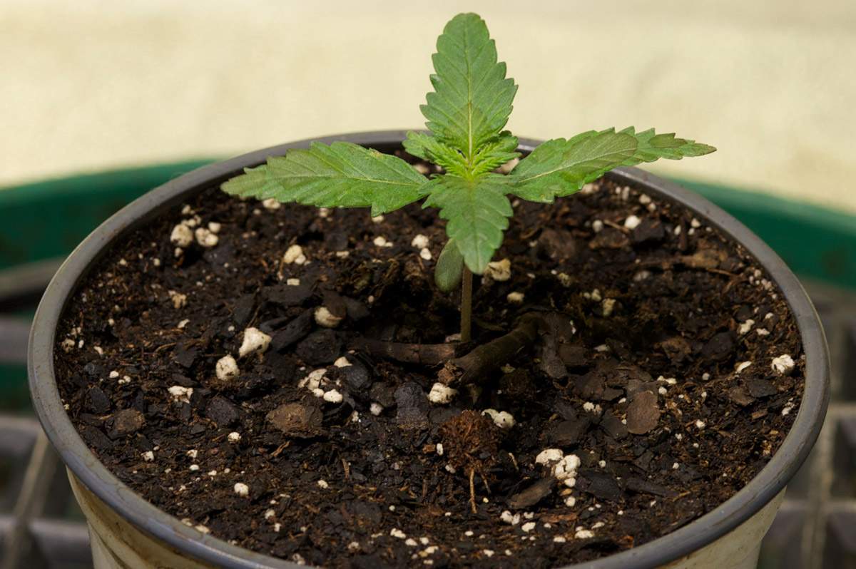 a small green plant is growing in a pot