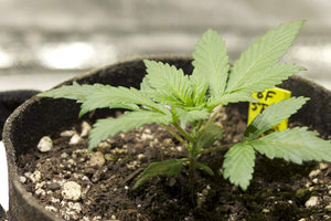 a small green plant in a black pot