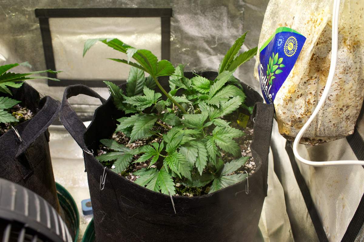 a couple of bags filled with plants on top of a table