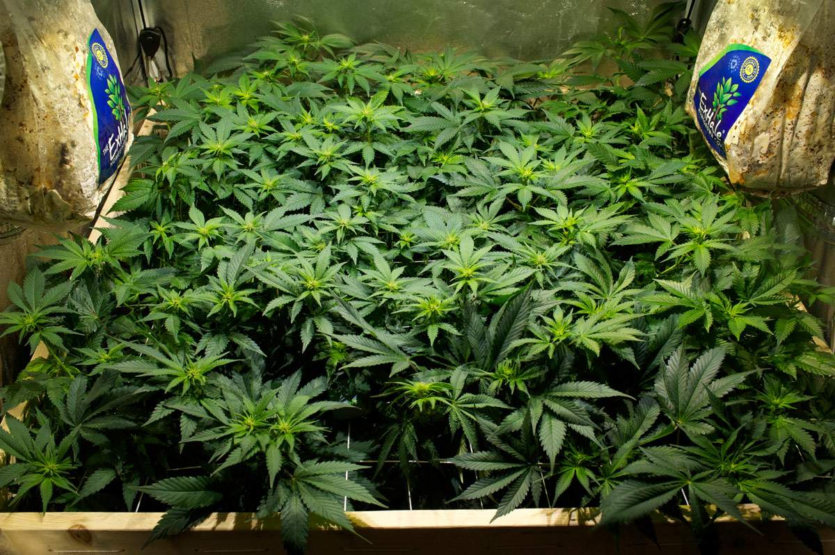 a bunch of plants that are in a box