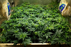 a bunch of plants that are in a box