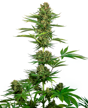 a picture of a plant in front of a white background