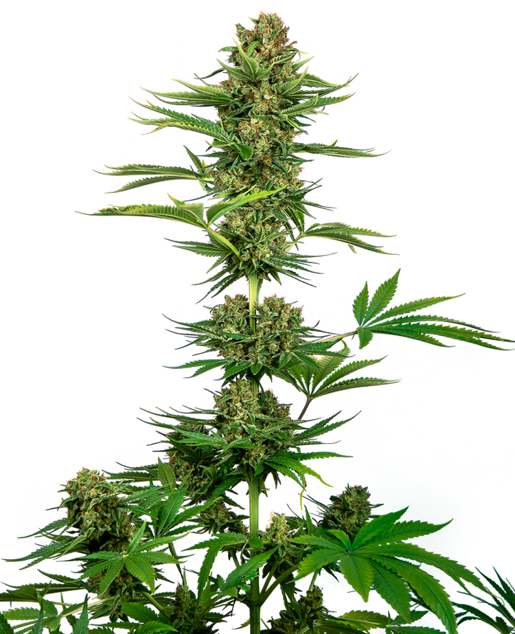 a picture of a plant in front of a white background