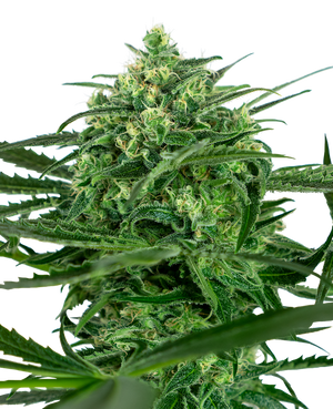 a close up of a green plant on a black background