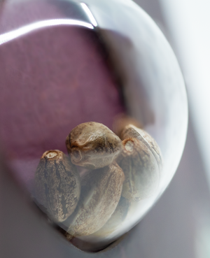 a close up of nuts in a glass container