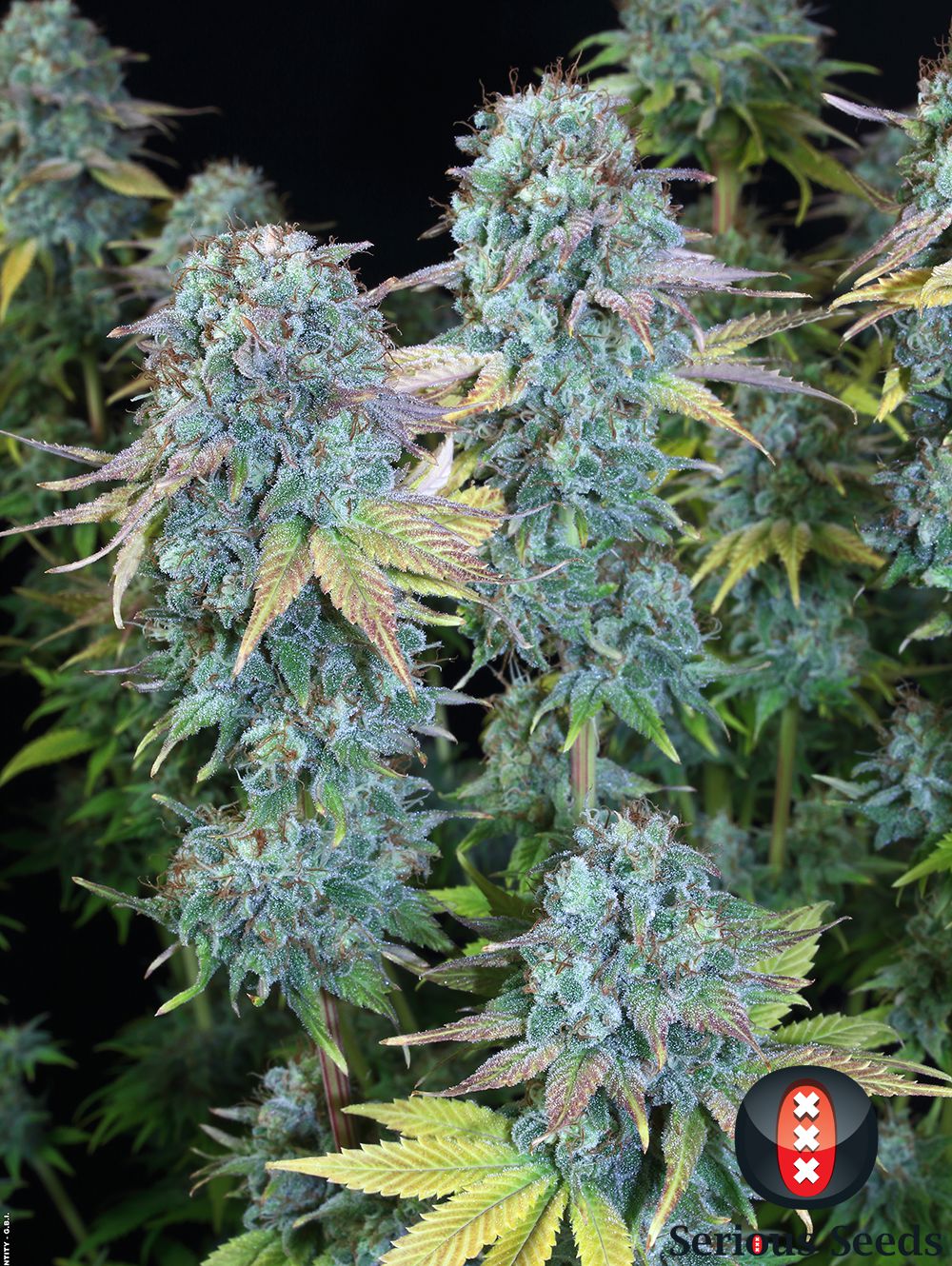 Serious seeds Serious Happiness Female Cannabis Seeds
