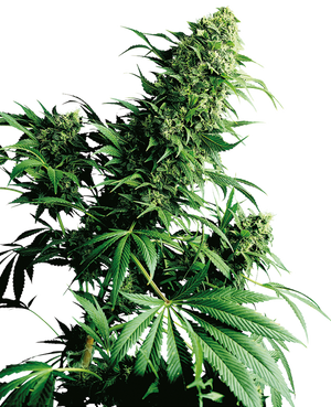 a close up of a marijuana plant on a black background