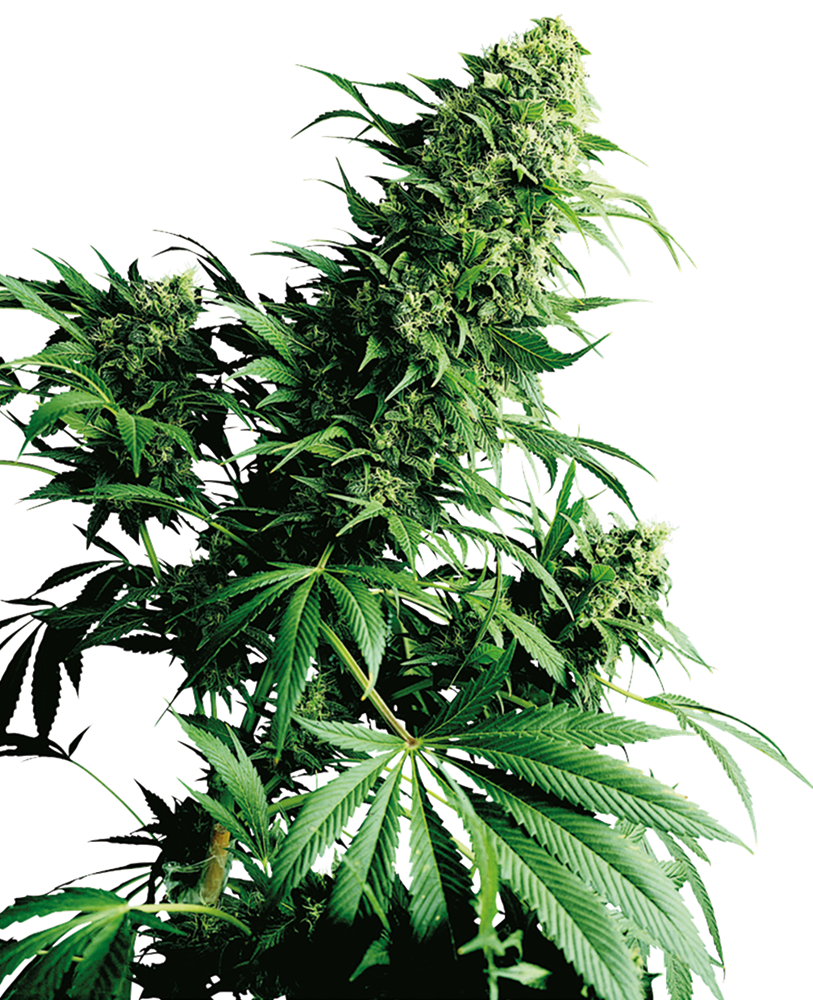 a close up of a marijuana plant on a black background