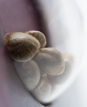 a close up of a bunch of nuts on a table
