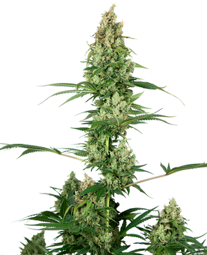 a close up of a plant on a black background