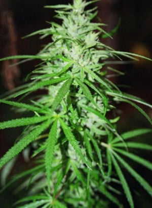 a close up of a marijuana plant with green leaves