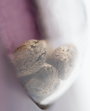 a close up of nuts in a bowl