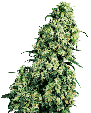 a close up of a marijuana plant on a black background
