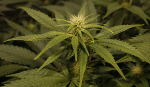 a close up of a marijuana plant in a field