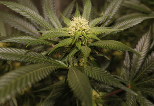 a close up of a green plant with leaves