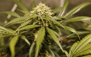 a close up of a marijuana plant with green leaves