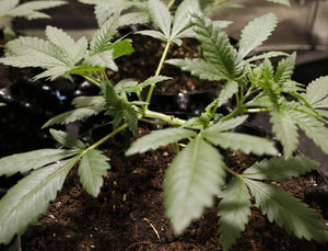 a close up of a plant growing in dirt