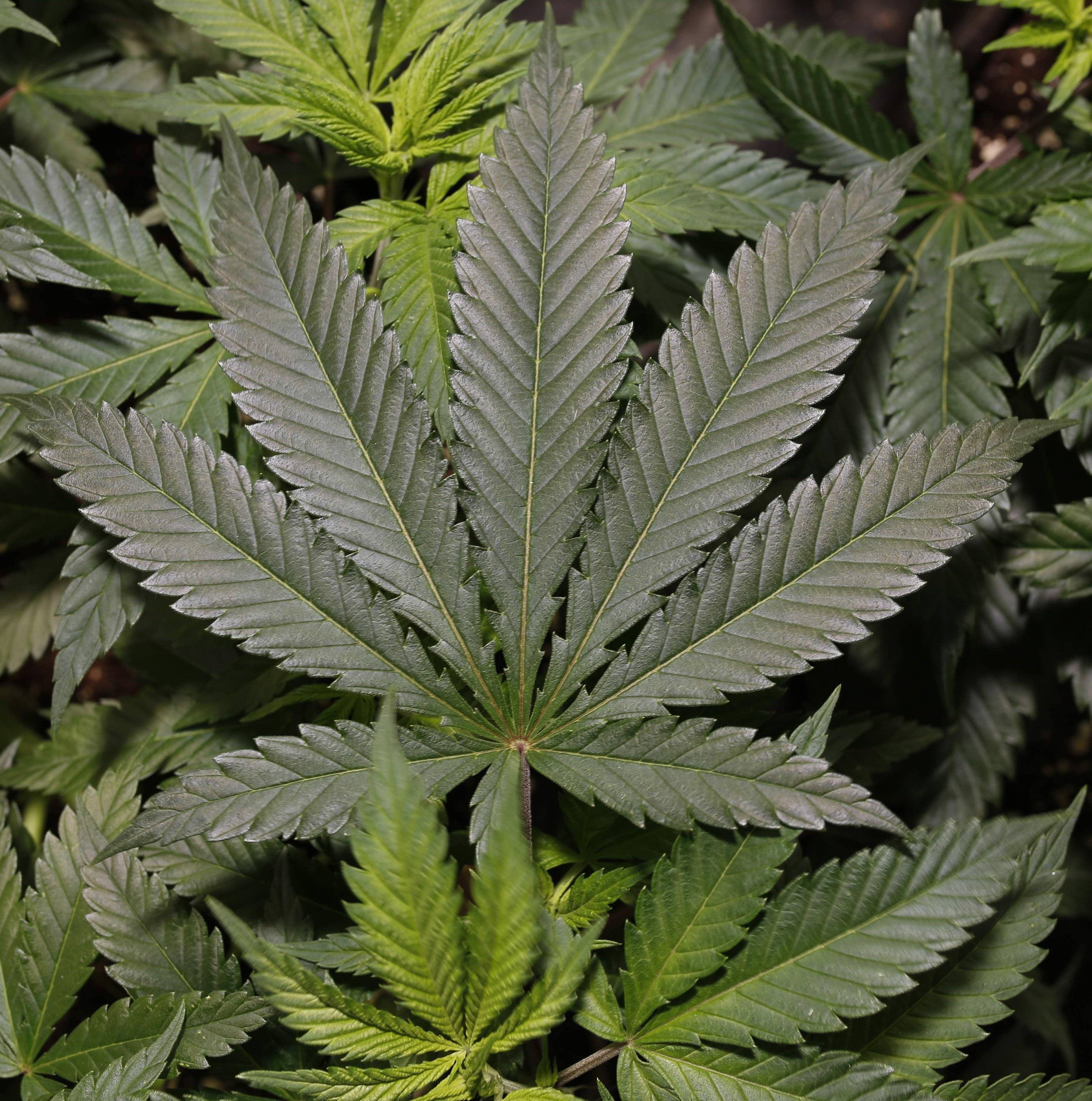 a close up of a green leafy plant