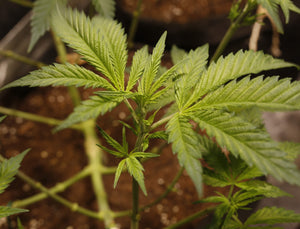 a close up of a plant with green leaves
