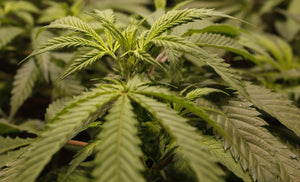 a close up of a plant with many leaves
