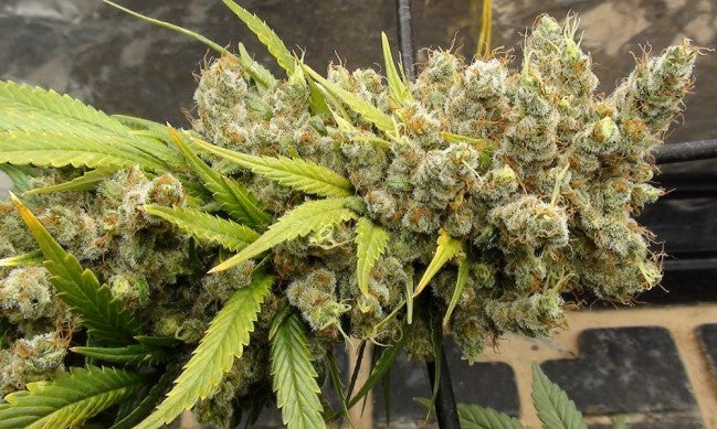 a bunch of green plants sitting on top of a table