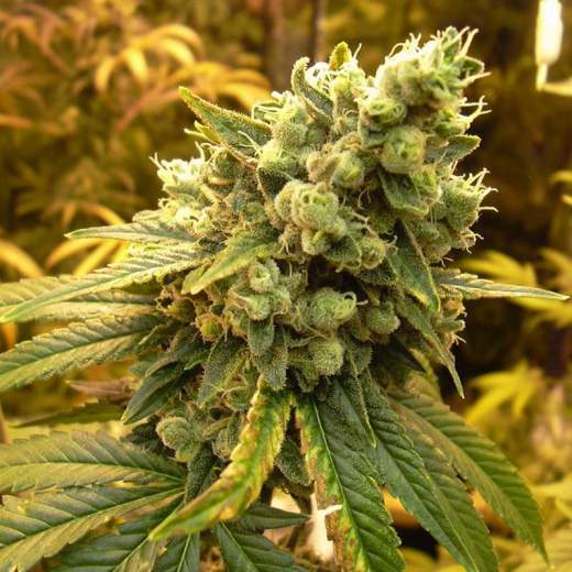 a close up of a marijuana plant in a field