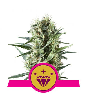 a cannabis plant with a pink ribbon around it