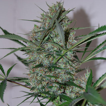 a close up of a marijuana plant on a table