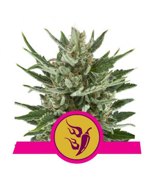 a cannabis plant with a pink ribbon around it