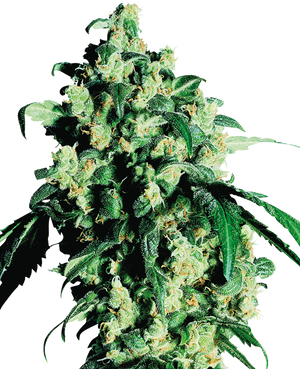 a close up of a green plant on a black background