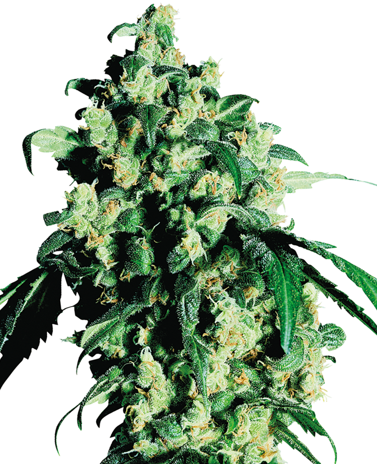 a close up of a green plant on a black background