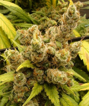 a close up of a plant with lots of green leaves