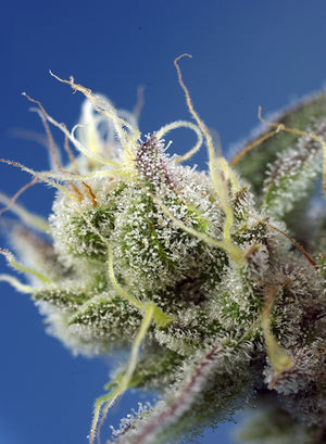 a close up of a plant with a blue sky in the background