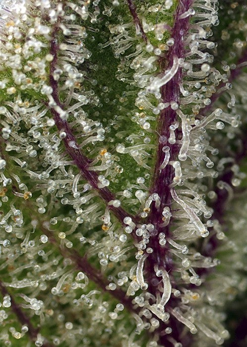 a close up of a plant with drops of water on it
