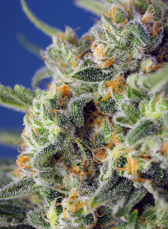 a close up of a green and yellow plant