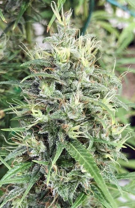 a close up of a marijuana plant