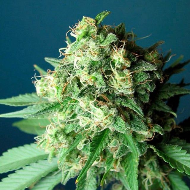 The Cali Connection Green Crack Female Cannabis Seeds